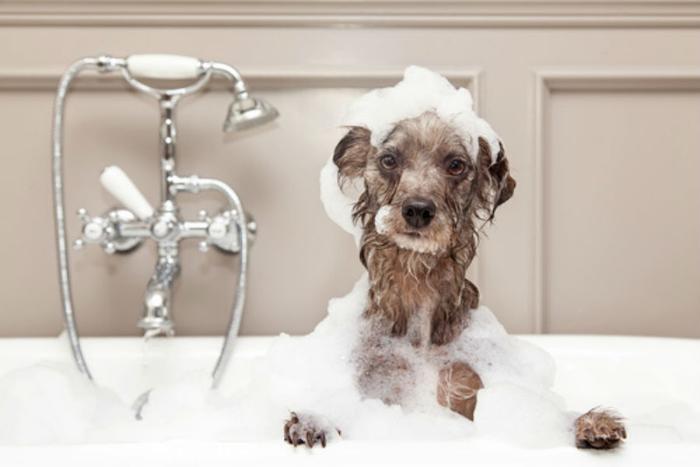 Dog_in_bath_Consumer affairscom